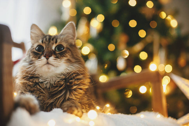 メリークリスマス! スタイリッシュな装飾されたクリスマスツリーに対して居心地の良いアームチェアにクリスマスゴールデンライトと座っている愛らしい猫. ペットと冬の休日。 大気の魔法のクリスマスイブ - 写真・画像