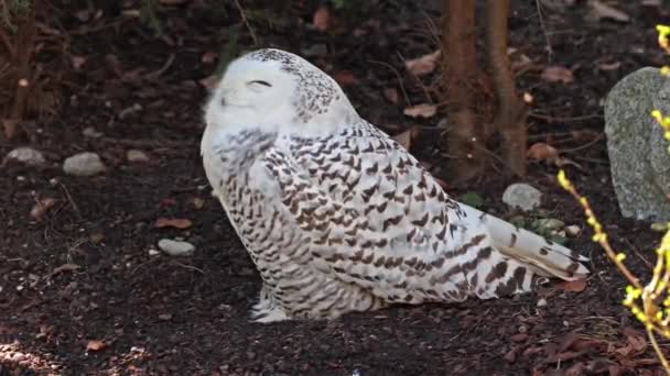 Snowy owl, Bubo scandiacus, bird of the Strigidae family. With a yellow eye - Footage, Video