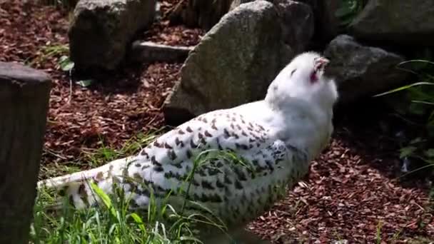 Snowy owl, Bubo scandiacus, bird of the Strigidae family. With a yellow eye - Footage, Video