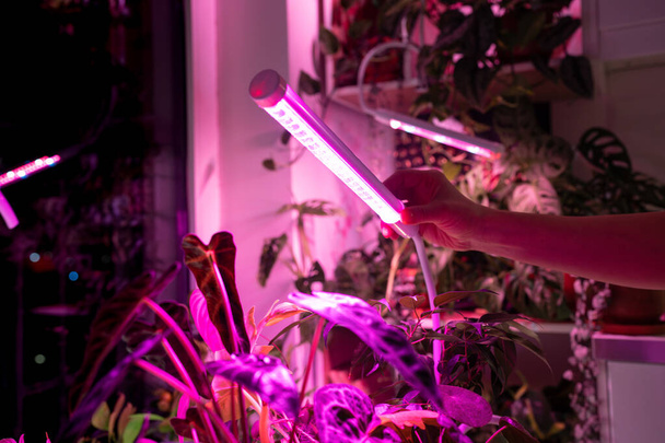 Woman installing LED purple pink lamp for supplementary lighting of indoor plant in winter season in apartment. Houseplant under phyto lamp at home, making up for lack of real daylight and sunlight. - Photo, Image