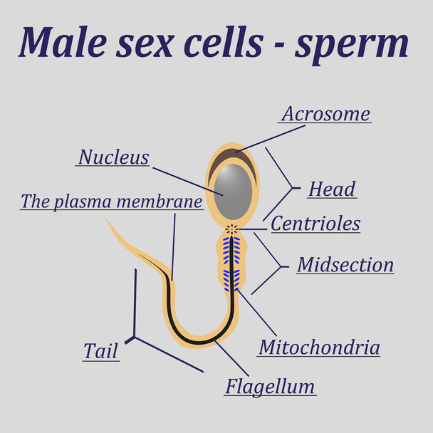 Diagramme des cellules sexuelles masculines - sperme
 - Vecteur, image