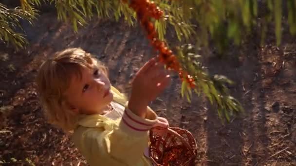 Una niña colecciona bayas de espino cerval silvestres en el bosque para un té medicinal curativo. Primer plano de recoger a mano vibrantes bayas de espino cerval de mar naranja. - Imágenes, Vídeo