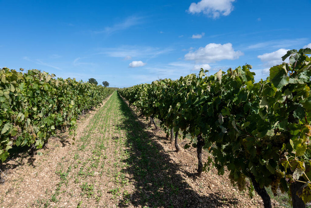 Vendemmia in Cognac regione del vino bianco, Charente, vigneti con filari maturi pronti per la vendemmia ugni blanc utilizza per Cognac distillazione liquori forti, Francia, Grand Champagne - Foto, immagini