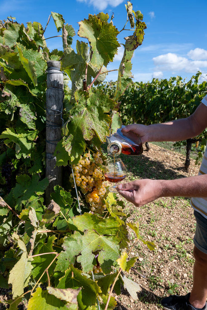 Dégustation de boissons alcoolisées fortes au Cognac dans la région du Cognac, Grande Champagne, Charente avec raisins blancs mûrs prêts à la récolte sur fond de distillation des spiritueux, France - Photo, image