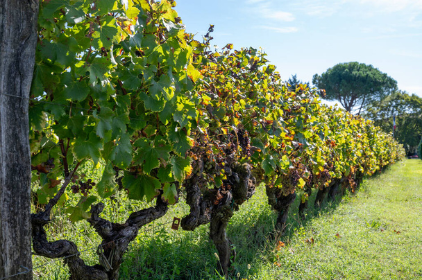 ボルドー,フランス,ボルドーの甘いデザートサウテネスワインの作るボトリスティックシネマレアノーブルの村のサウテネスのブドウにセミヨンの白ブドウを収穫する準備ができて - 写真・画像