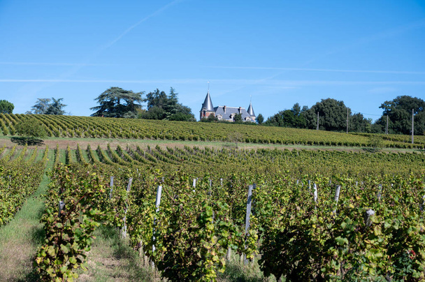 Érett készen áll a szüret Semillon fehér szőlő Sauternes szőlőültetvények Barsac falu által érintett Botrytis cinerea nemes rothadás, hogy édes desszert Sauternes borok Bordeaux, Franciaország - Fotó, kép