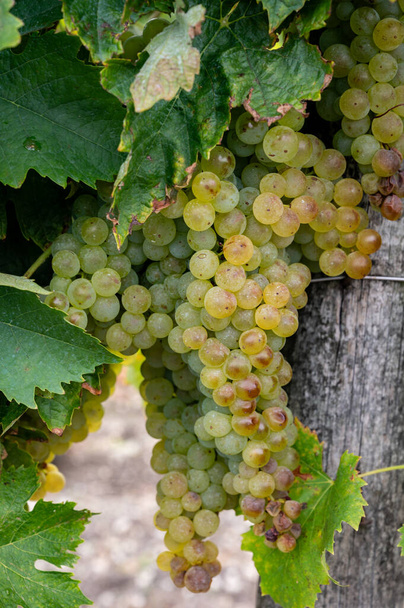コニャックの白ワイン地域のブドウ畑での収穫時間, シャレンテ, コニャックの強い蒸留のために醜いブランのブドウの使用を収穫する準備ができて熟した, フランス - 写真・画像