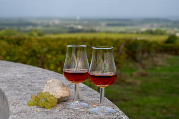 Degustazione di bevanda alcolica forte Cognac nella regione Cognac, Grand Champagne, Charente con filari di uva ugni blanc matura pronta per la vendemmia su usi di fondo per la distillazione di liquori, Francia - Foto, immagini