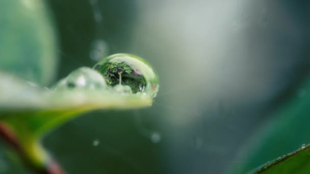 Macro de una gota de agua con un reflejo de un árbol dentro de ella. Movimiento lento.  - Metraje, vídeo