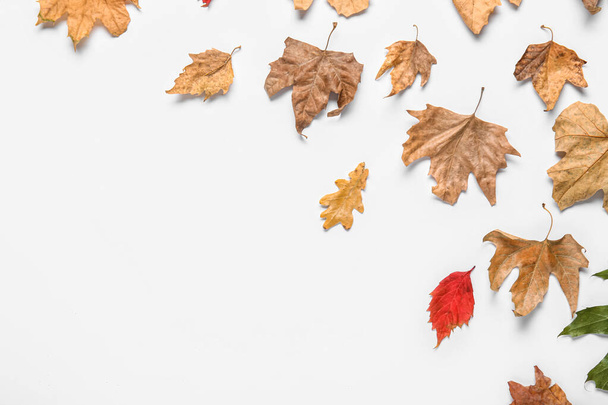 podzimní listy na bílém pozadí - Fotografie, Obrázek