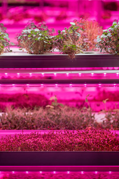 I semi di pisello germinanti senza terreno sotto LED crescono leggeri nel giardino idroponico. Microverdi che crescono idroponicamente in scaffali verticali sotto illuminazione artificiale. Agricoltura verticale, giardinaggio interno - Foto, immagini