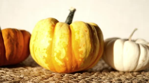 Different types of mini pumpkins color background . - Footage, Video