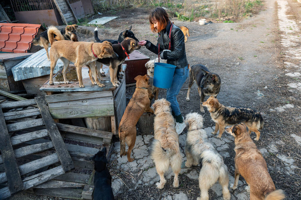 Cane al rifugio. Il volontario del rifugio per animali si prende cura dei cani. Il volontario animale si prende cura degli animali senzatetto. - Foto, immagini