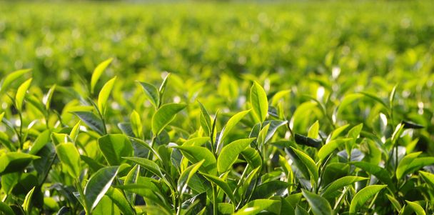 çay plantasyon - Fotoğraf, Görsel