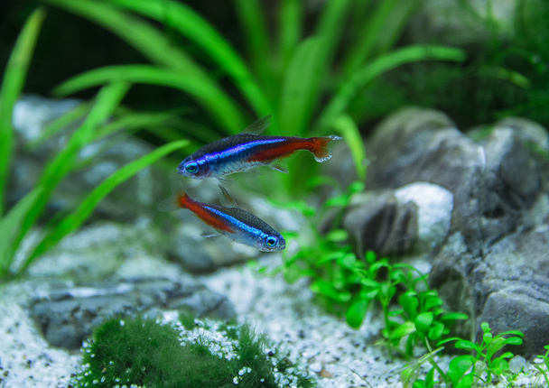 Red neon fish - Photo, Image