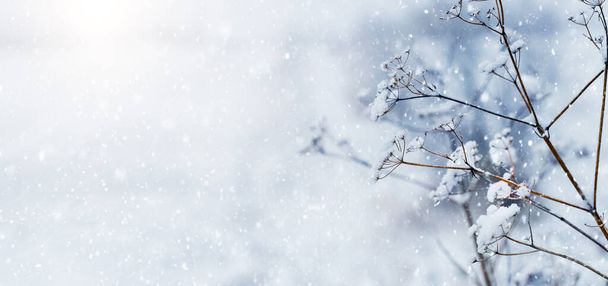 Lumen peittämät kuivat kasvien oksat hämärtyneellä pohjalla lumisateessa, kopiotila - Valokuva, kuva
