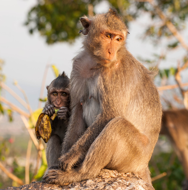 Μαϊμού - Φωτογραφία, εικόνα