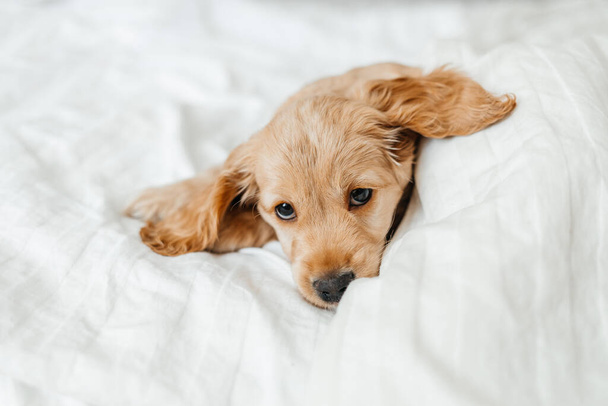 Niedliche verspielte Hündin oder Haustier Cocker Spaniel Welpe Hund auf weißem Bett. Lustige Momente eines Hundes. - Foto, Bild