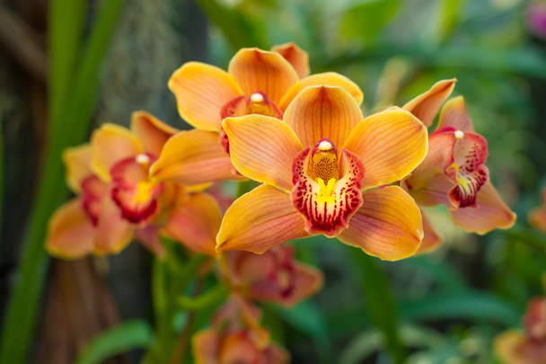 Familie van gele orchideeën. - Foto, afbeelding