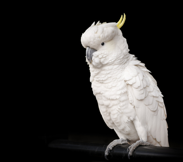 Cockatoo Isolated - Photo, Image