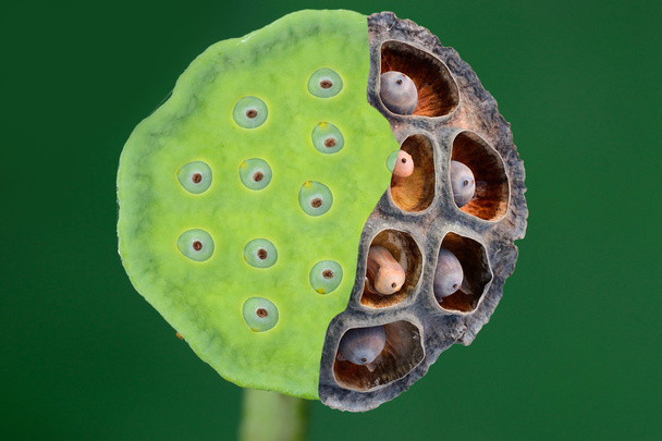 Impermanent of calyx and lotus seeds compare between old and fre - Photo, Image