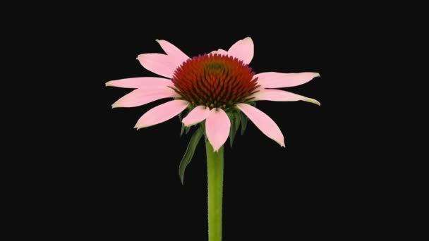 Caducidad de apertura flor de equinácea aislada sobre fondo negro - Imágenes, Vídeo