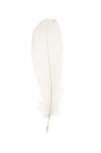 Single white feather - 写真・画像
