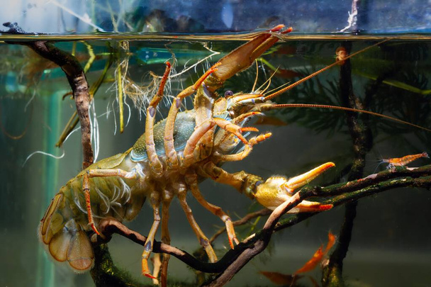 Τουρκική crayfish κίνηση νύχι σε driftwood κλαδί, αρπακτικό ζώο, γαρίδες sakura, hornwort φυτό, Ευρωπαϊκή φυτευτεί βιοτοπικά ενυδρείο σχεδιασμού διαταραχή, αιχμαλωσία υψηλής προσαρμοζόμενα είδη του γλυκού νερού επεμβατική - Φωτογραφία, εικόνα