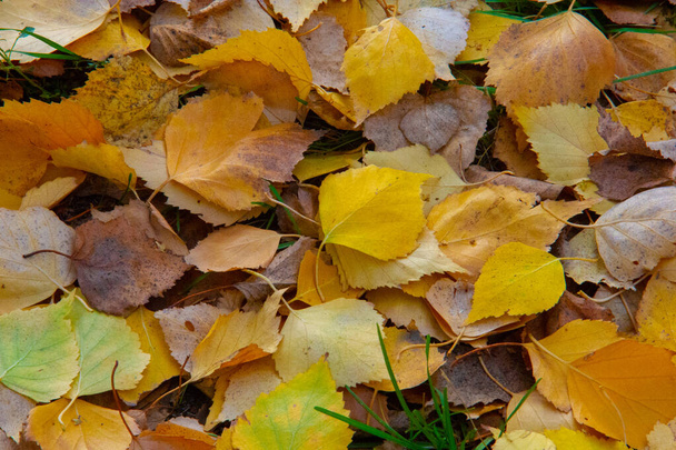Colorful autumn leaves of birch, deciduous tree with white bark and with heart-shaped leaves. - Photo, Image