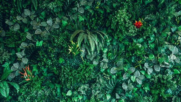 Gros plan groupe de fond vert tropical feuilles texture et fond abstrait. Concept de nature foliaire tropicale. - Photo, image