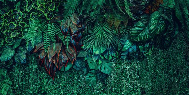 Close up gruppo di sfondo tropicale verde foglie texture e sfondo astratto. Concetto di natura fogliare tropicale. - Foto, immagini