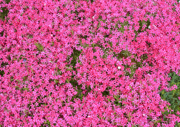 Tavasszal a phlox subulata virágzik a virágágyásban. - Fotó, kép