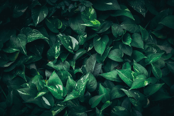Close-up groep van achtergrond tropische groene bladeren textuur en abstracte achtergrond. Tropisch blad natuur concept. - Foto, afbeelding