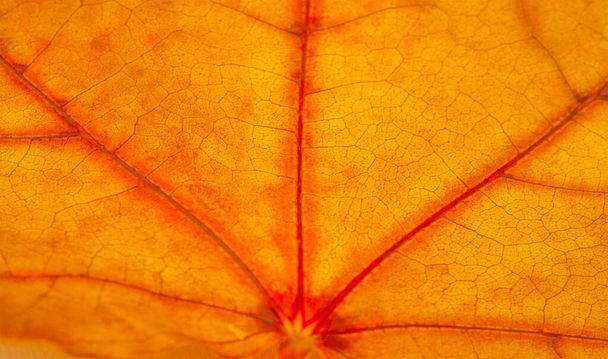 automne, croquis de l'automne sur la photo, jaune bordeaux feuilles rouges, pétition d'été, joyeux photos - Photo, image