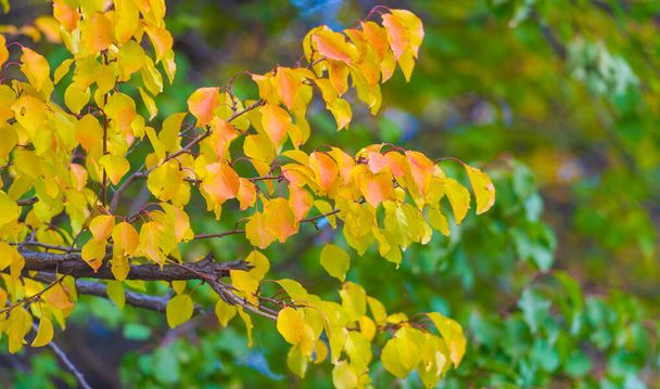 Jesienne liście na gałęziach drzew. Jest coś niesamowicie nostalgicznego i znaczącego w corocznej kaskadzie jesiennych liści.. - Zdjęcie, obraz