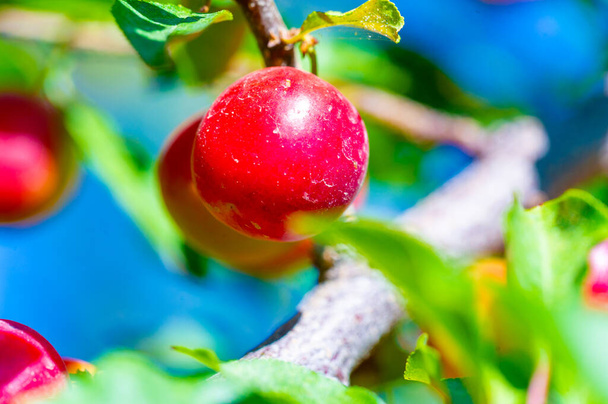 Prunus cerasifera to gatunek śliwki znany jako śliwka wiśniowa i śliwka wagi światowej. Pochodzi z Europy Południowo-Wschodniej i Azji Zachodniej i jest naturalizowany na Wyspach Brytyjskich - Zdjęcie, obraz