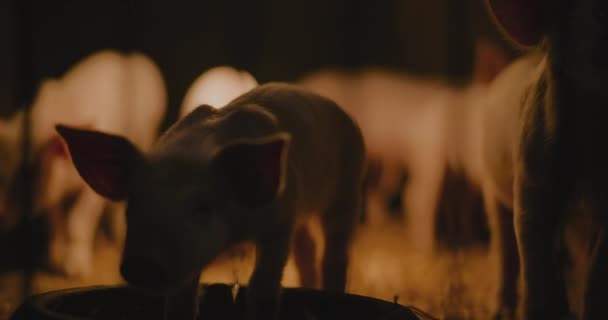 Вид молодих новонароджених свиней на тваринницькій фермі Група свиней - Кадри, відео
