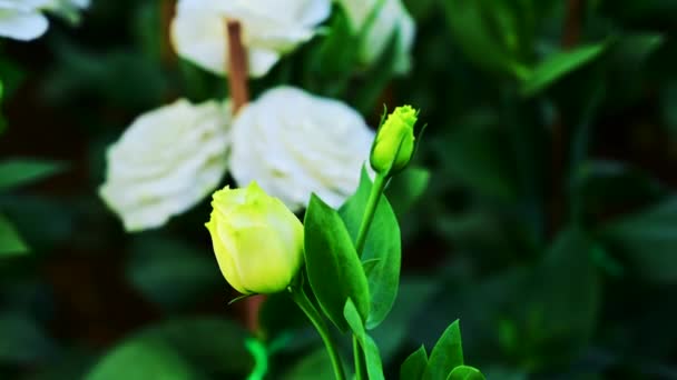 Weiße Lisianthus-Blüten im Garten. - Filmmaterial, Video