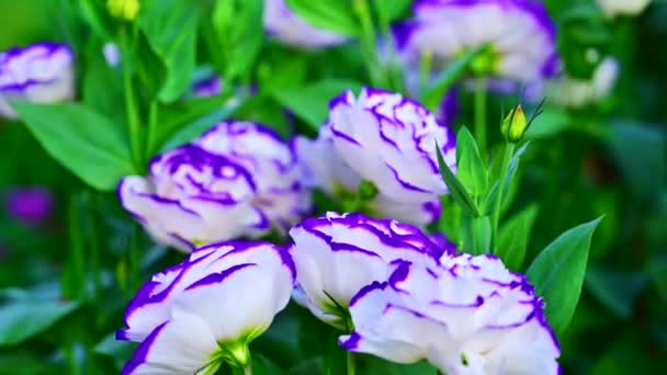 Fleurs de Lisianthus blanches et violettes dans le lit de fleurs. - Séquence, vidéo