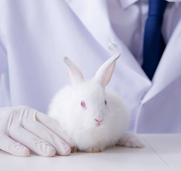 The vet doctor examining rabbit in pet hospital - Photo, Image