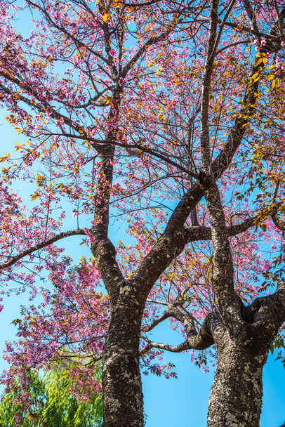 Cerisier en fleurs, Thaïlande. - Photo, image