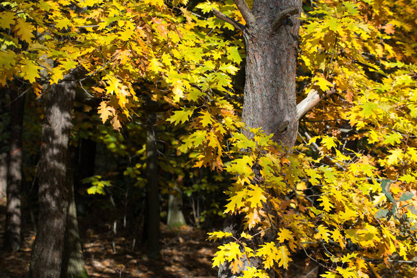 βελανιδιά με κίτρινα φύλλα στο δάσος επιλεκτική εστίαση - Φωτογραφία, εικόνα