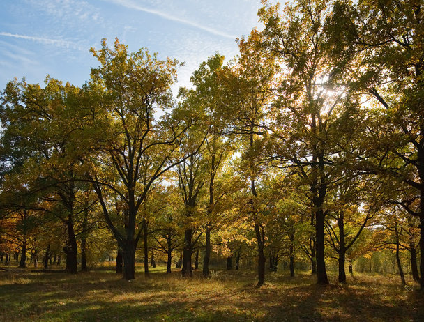 Oak grove in september - Valokuva, kuva