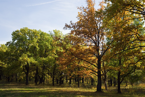 Oak grove in september - Foto, Imagen