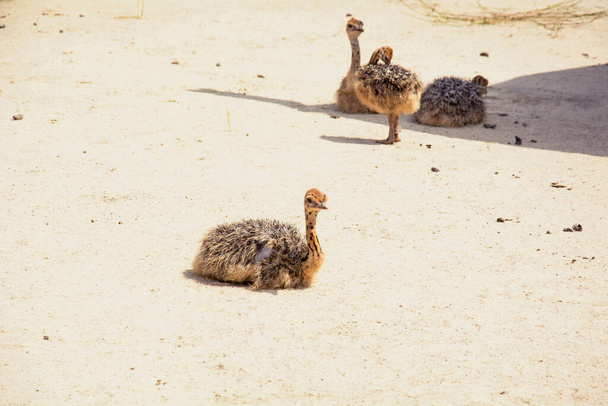 três avestruzes no chão. - Foto, Imagem
