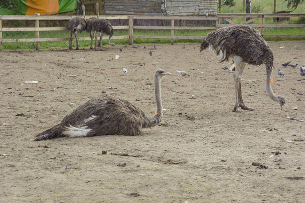 avestruz no zoológico - Foto, Imagem