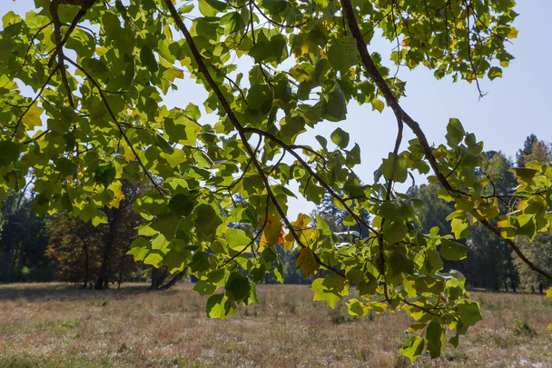 晴れた秋の朝に緑の葉を持つチューリップの木の枝, グレードのぼやけた背景, 他の木や空, バックライト - 写真・画像