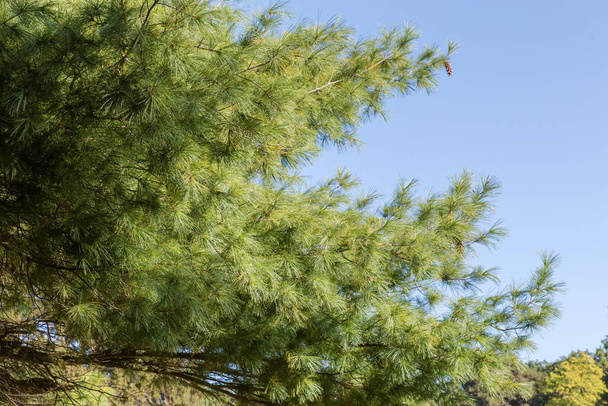 Ramos do velho pinheiro branco oriental, também conhecido como pinheiro Weymouth em um fundo do céu claro no dia ensolarado de outono - Foto, Imagem