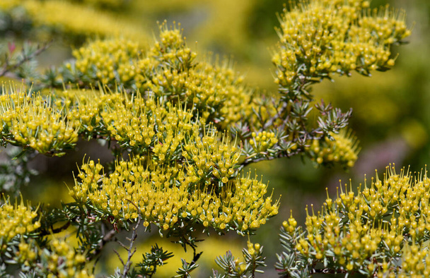 Gele nectar gevulde bloemen van de zeldzame Australische Homoranthus prolixus, familie Myrtaceae. Endemisch voor heide in spleten op granieten rotsen in het noorden van NSW bij Inverell. Kwetsbare bedreigde soorten. Gelaagde sculpturale spreidende plant - Foto, afbeelding