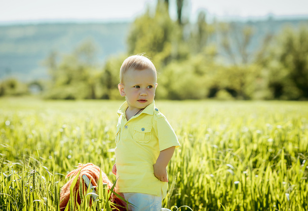 little boy on the lawn, - Zdjęcie, obraz